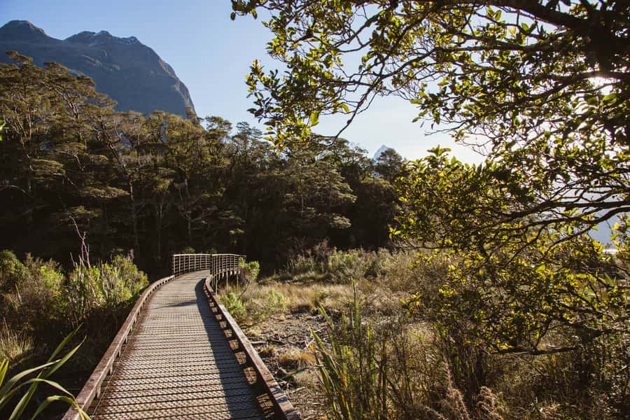 From Queenstown: Milford Sound Scenic Flight & Nature Tour - Lookout Track: stairs up, viewpoint back down
