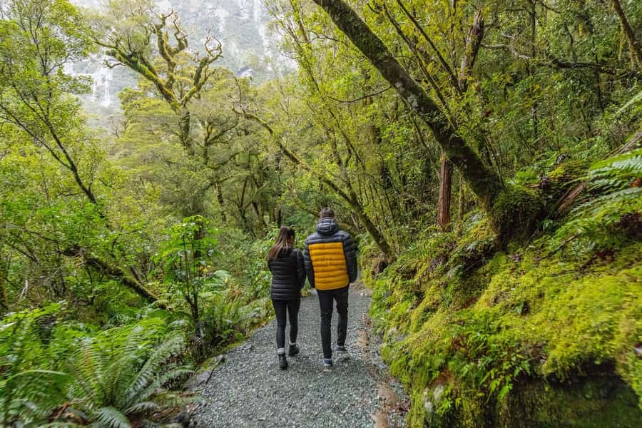 Milford Sound: Premium Small Group Tour from Queenstown - Price and value: $226 for a day that mixes drive, walk, and fjord time